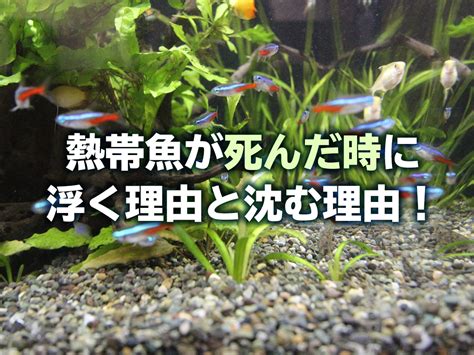 魚死掉埋葬|熱帯魚が死んだら土に埋めるは間違い！熱帯魚は適切。